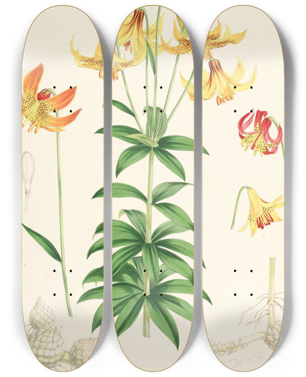Triptych art skateboard deck of Walter Hood Fitch Lilium Canadense by Walter Hood Fitch (1817-1892)