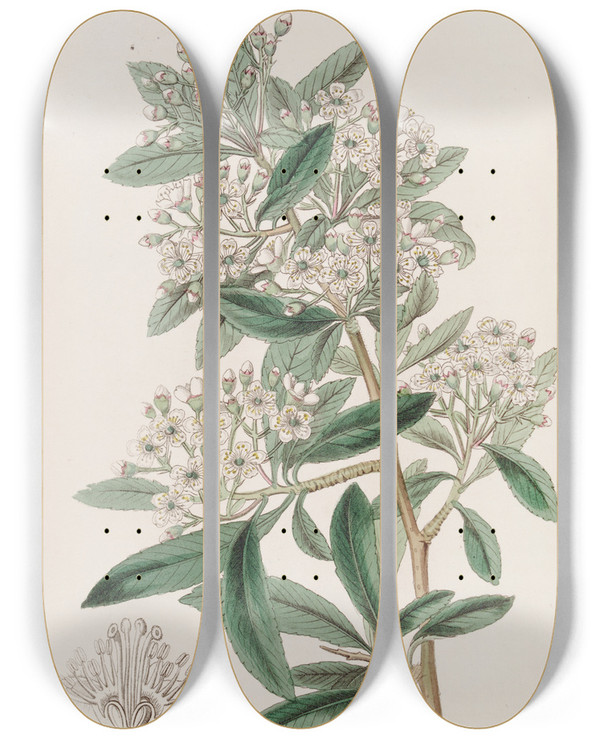 Triptych art skateboard deck of Sydenham Edwards Indian Pyracantha by Sydenham Edwards (1768-1819)