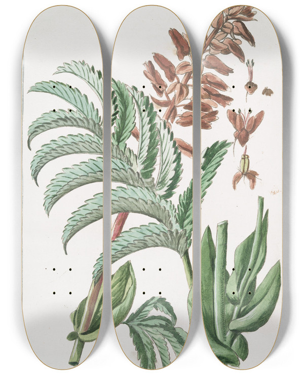 Triptych art skateboard deck of Giorgio Bonelli Melianthus Africanus Melianto Africano Meliante by Giorgio Bonelli (1742-1782)