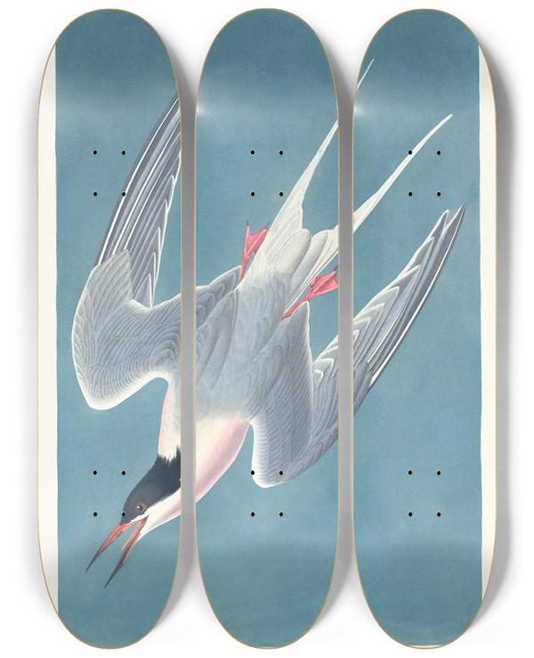 Triptych art skateboard deck of John James Audubon Roseate Tern by John James Audubon (1785-1851)