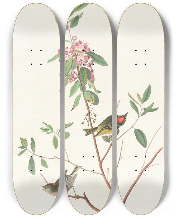 Triptych art skateboard deck of John James Audubon Ruby Crowned Wren by John James Audubon (1785-1851)