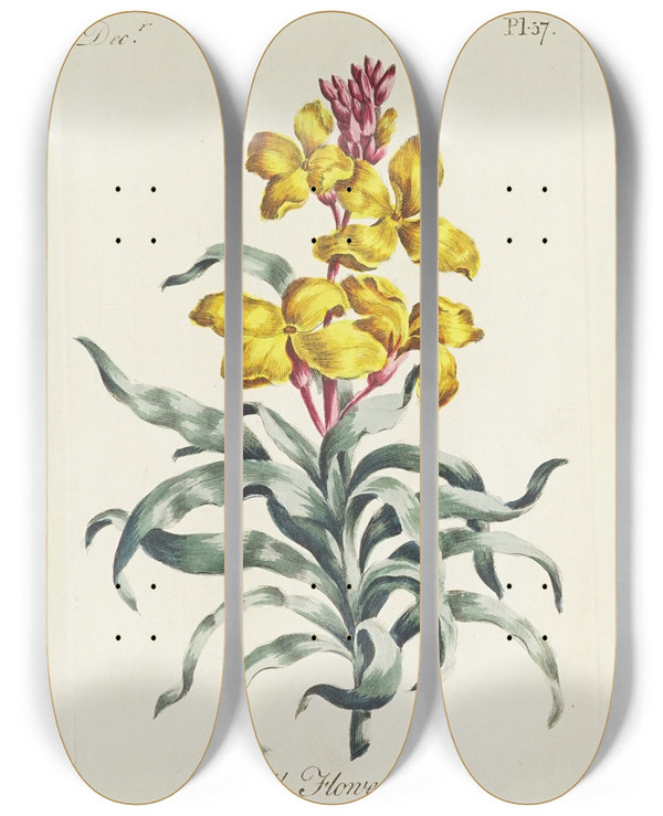 Triptych art skateboard deck of Carington Bowles Wall Flower by Carington Bowles (1724-1793)