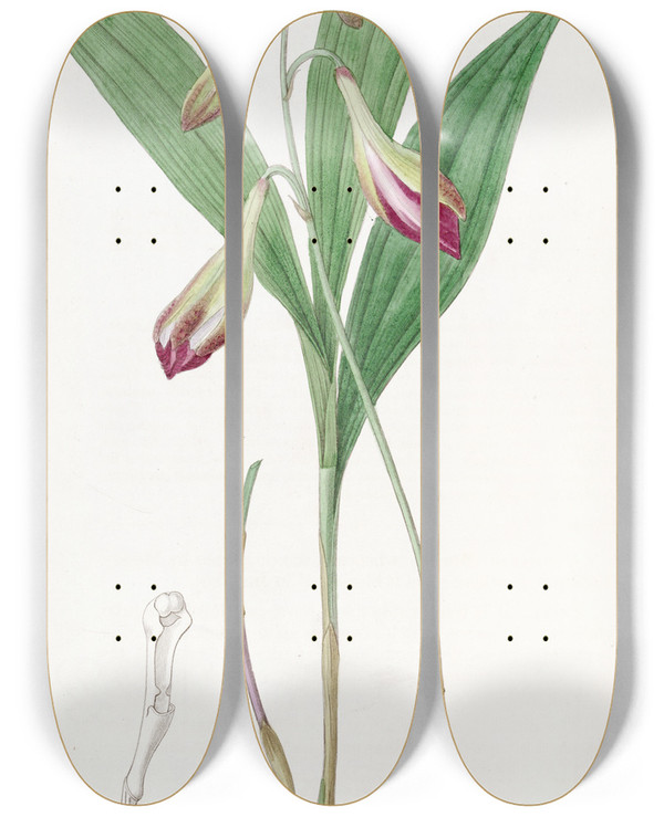 Triptych art skateboard deck of Sydenham Edwards Pinkflowered Crybe by Sydenham Edwards (1768-1819)