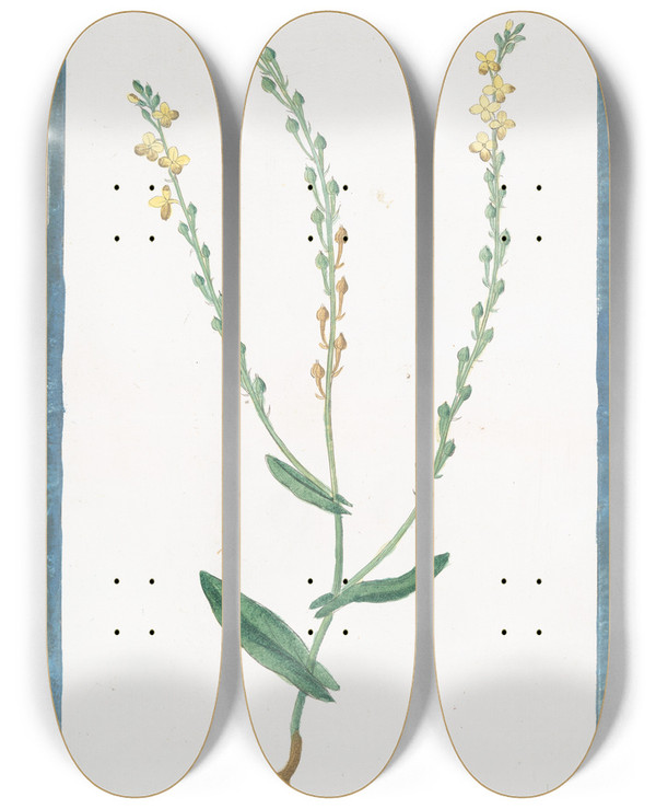 Triptych art skateboard deck of Giorgio Bonelli Rapistrum Monospermon Flore Luteo Rapistro by Giorgio Bonelli (1742-1782)