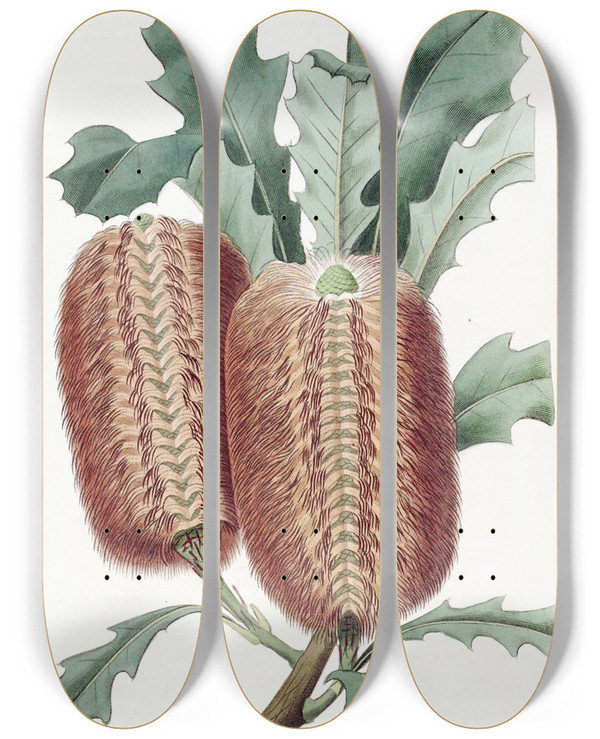 Triptych art skateboard deck of Sydenham Edwards Oakleaved Banksia by Sydenham Edwards (1768-1819)