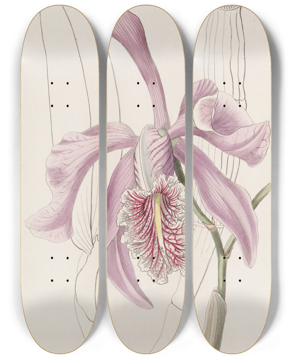 Triptych art skateboard deck of Sydenham Edwards The Larger Cattleya by Sydenham Edwards (1768-1819)