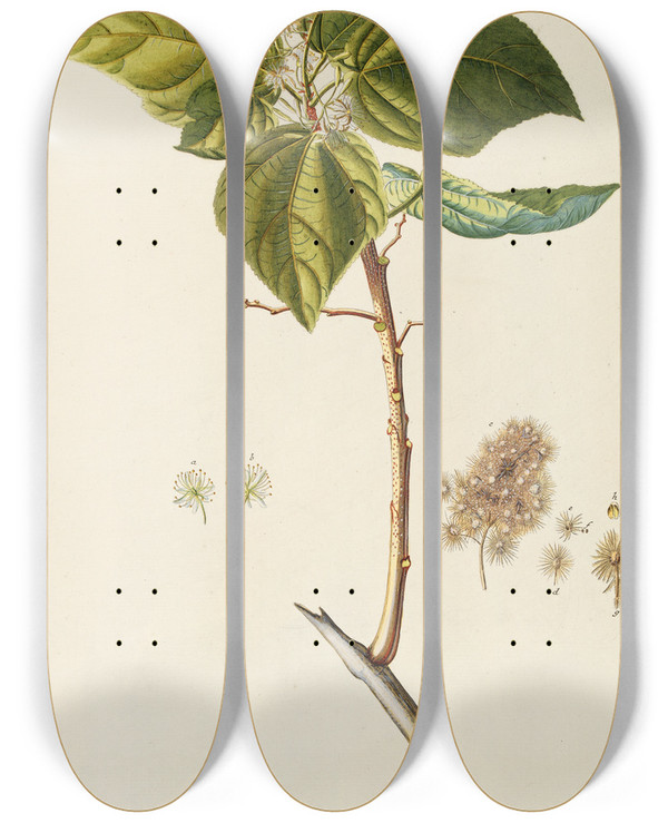 Triptych art skateboard deck of Georg Dionysius Ehret Heliocarpus by Georg Dionysius Ehret (1708-1770)