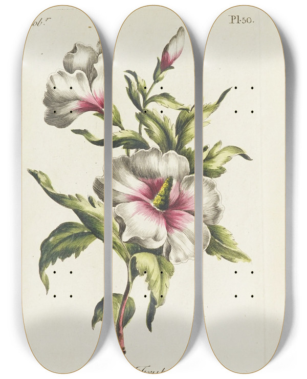 Triptych art skateboard deck of Carington Bowles Althaea Frutex by Carington Bowles (1724-1793)