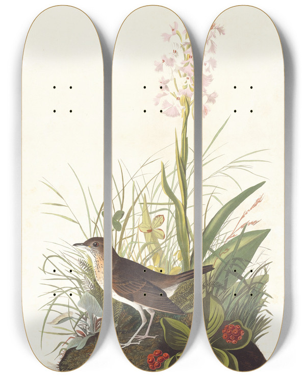Triptych art skateboard deck of John James Audubon Tawny Thrush by John James Audubon (1785-1851)