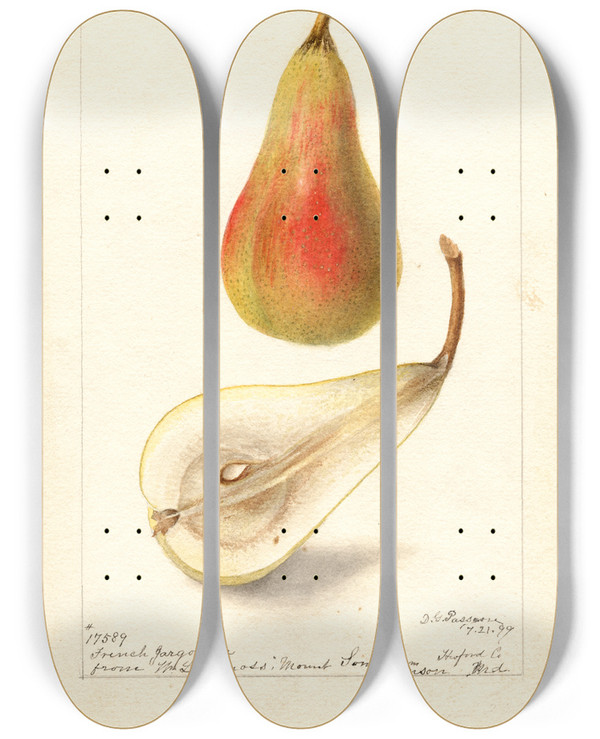 Triptych art skateboard deck of Deborah Griscom Passmore Pyrus Communis French Jargonelle by Deborah Griscom Passmore (1840-1911)