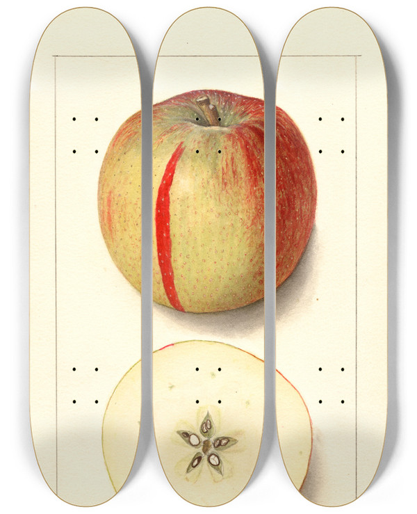 Triptych art skateboard deck of Ellen Isham Schutt Malus Domestica Baldwin by Ellen Isham Schutt (1873-1955)