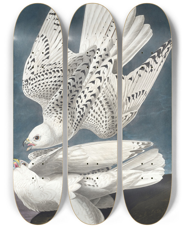 Triptych art skateboard deck of John James Audubon Iceland Or Jer Falcon by John James Audubon (1785-1851)