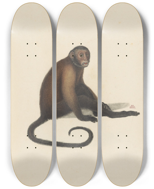 Triptych art skateboard deck of Jeanbaptiste Audebert Le Sajou by Jean-Baptiste Audebert (1759-1800)