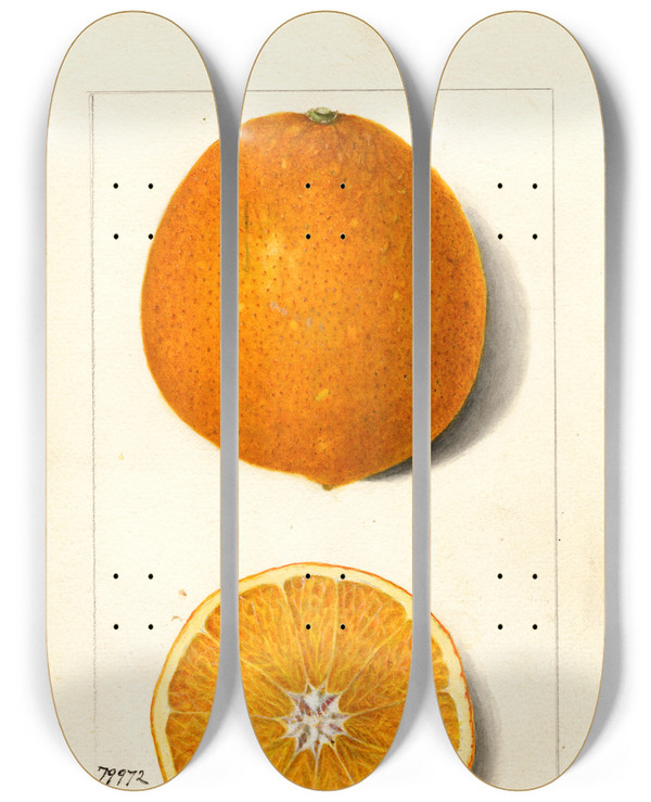 Triptych art skateboard deck of Amanda Almira Newton Citrus Sinensis Thompson Improved Navel by Amanda Almira Newton (1860-1943)