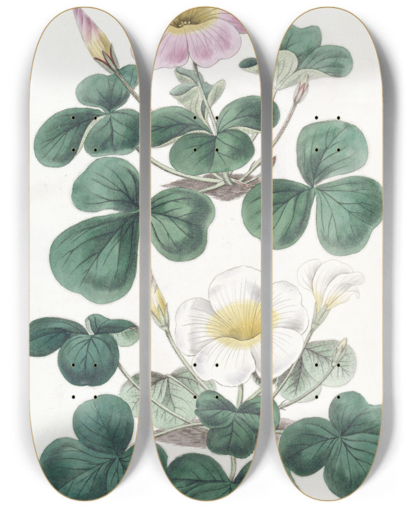Triptych art skateboard deck of Sydenham Edwards Variable Oxalis by Sydenham Edwards (1768-1819)