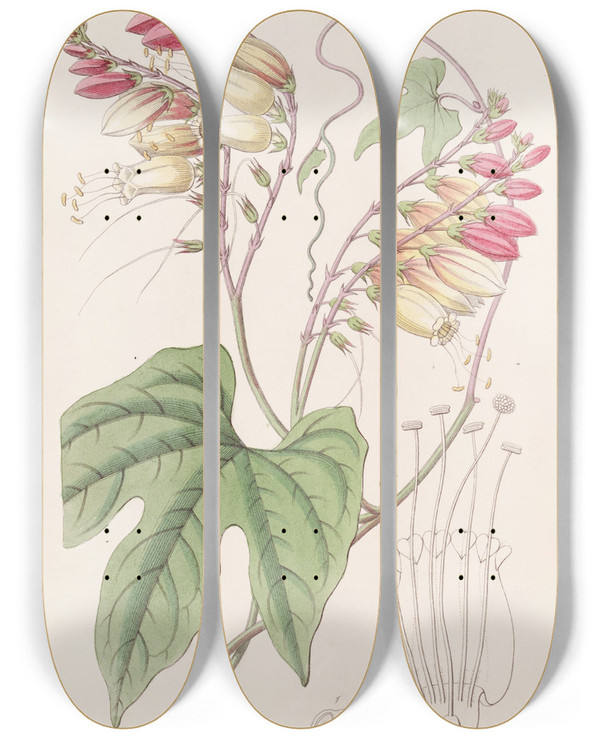 Triptych art skateboard deck of Sydenham Edwards Lobeleaved Mina by Sydenham Edwards (1768-1819)