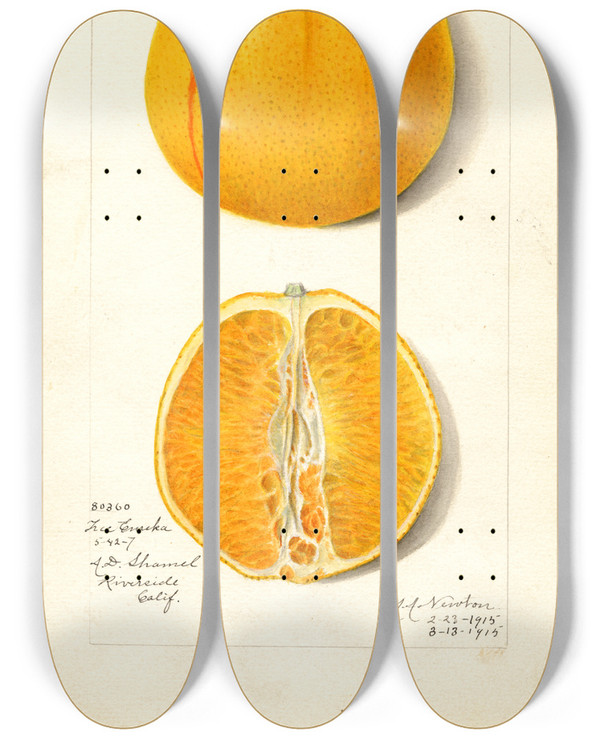 Triptych art skateboard deck of Amanda Almira Newton Citrus Sinensis True Eureka by Amanda Almira Newton (1860-1943)
