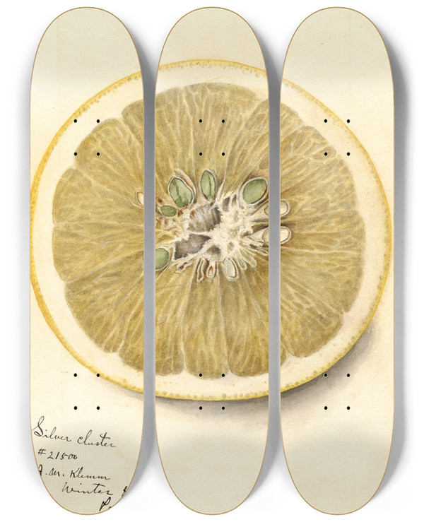 Triptych art skateboard deck of Deborah Griscom Passmore Citrus Paradisi Silver Cluster by Deborah Griscom Passmore (1840-1911)
