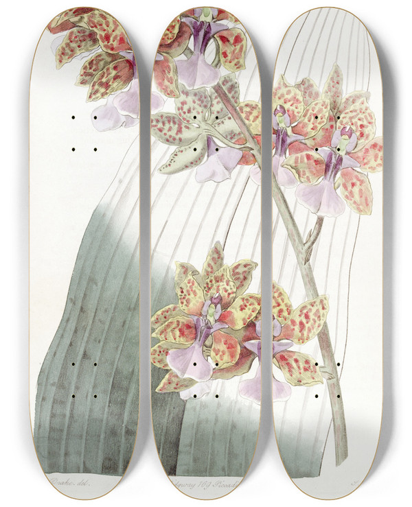 Triptych art skateboard deck of Sydenham Edwards Mr Lances Oncidium by Sydenham Edwards (1768-1819)