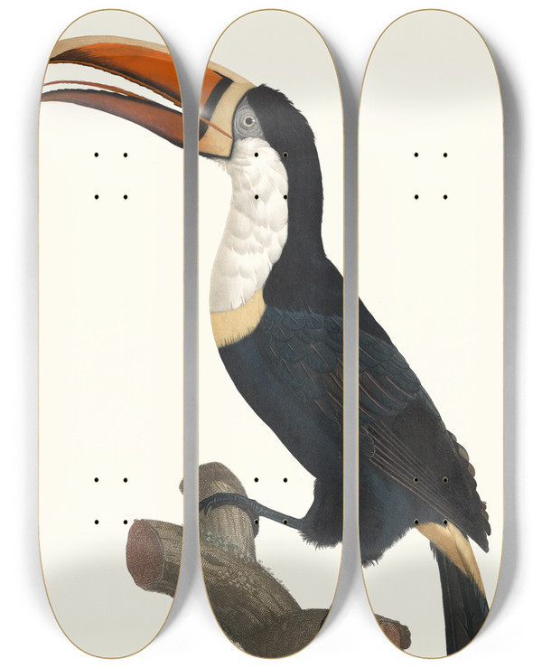 Triptych art skateboard deck of Jacques Barraband Le Tocan Collier Jaune by Jacques Barraband (1767-1809)