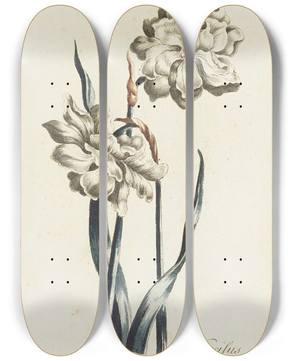Triptych art skateboard deck of Carington Bowles Narcissus by Carington Bowles (1724-1793)