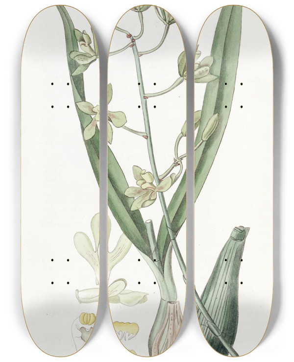 Triptych art skateboard deck of Sydenham Edwards Sweetscented Epidendrum by Sydenham Edwards (1768-1819)