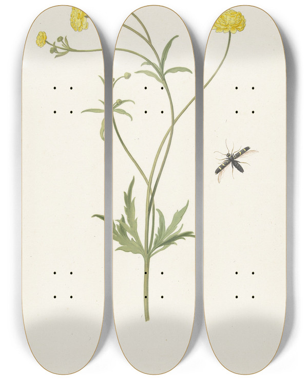Triptych art skateboard deck of Pieter Withoos Dubbele Gele Ranonkel En Insekt_1 by Pieter Withoos (1654-1693)