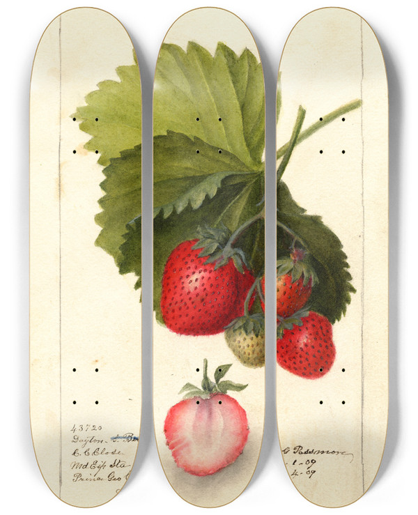 Triptych art skateboard deck of Deborah Griscom Passmore Fragaria Dayton by Deborah Griscom Passmore (1840-1911)