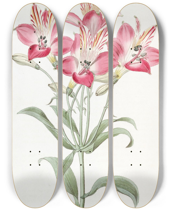 Triptych art skateboard deck of Sydenham Edwards Red Speckledflowered Alstromeria by Sydenham Edwards (1768-1819)