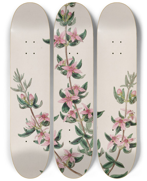 Triptych art skateboard deck of Sydenham Edwards The Threeleaved Boronia by Sydenham Edwards (1768-1819)