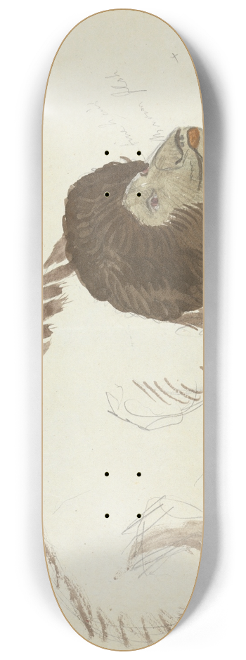James Sowerby - A Bear. 8.25 inch art skate deck