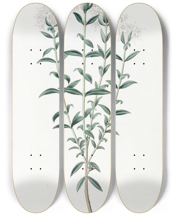 Triptych art skateboard deck of Sydenham Edwards Intermediate Pimelea by Sydenham Edwards (1768-1819)