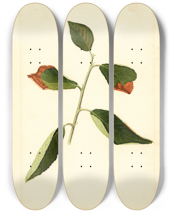 Triptych art skateboard deck of James Marion Shull Prunus Domestica_3 by James Marion Shull (1872-1948)
