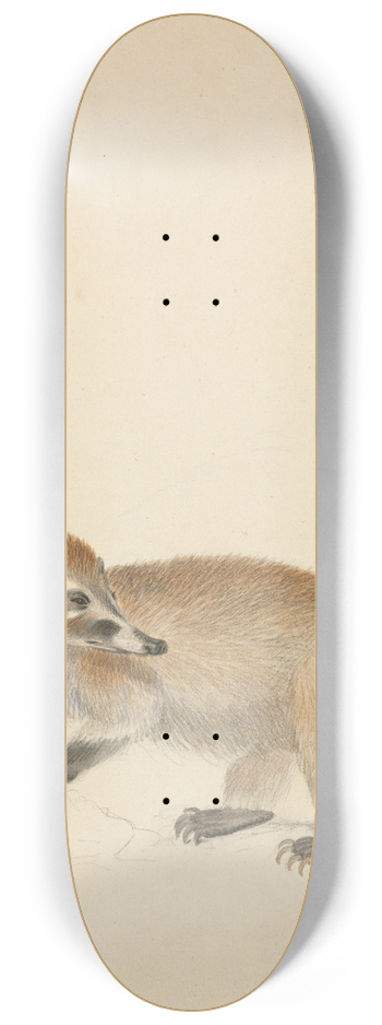 James Sowerby - A Coatimundi 8.25 inch art skate deck