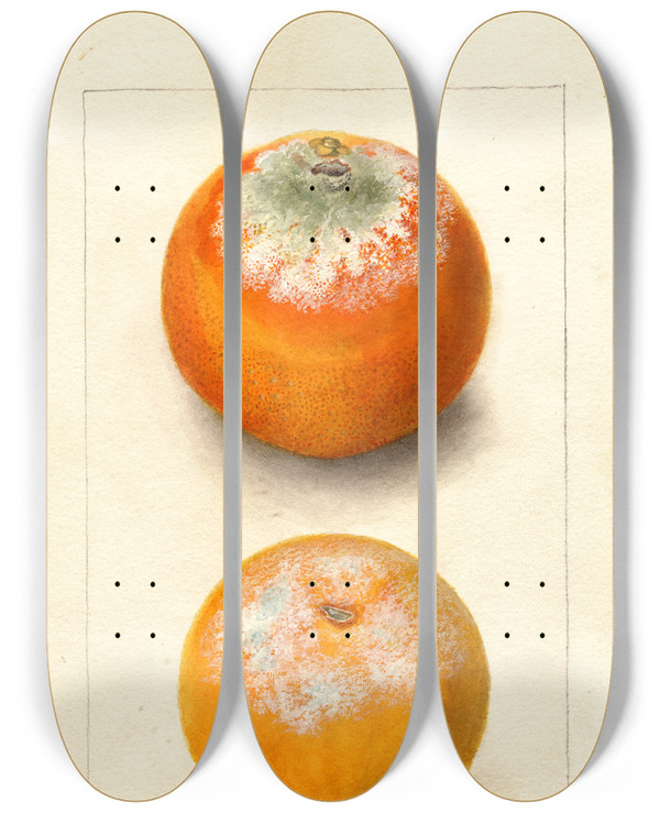 Triptych art skateboard deck of Deborah Griscom Passmore Citrus Sinensis by Deborah Griscom Passmore (1840-1911)