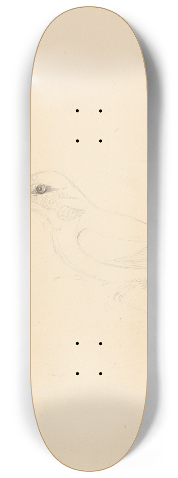James Sowerby - A Kingfisher 8.25 inch art skate deck