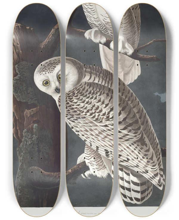 Triptych art skateboard deck of John James Audubon Snowy Owl by John James Audubon (1785-1851)