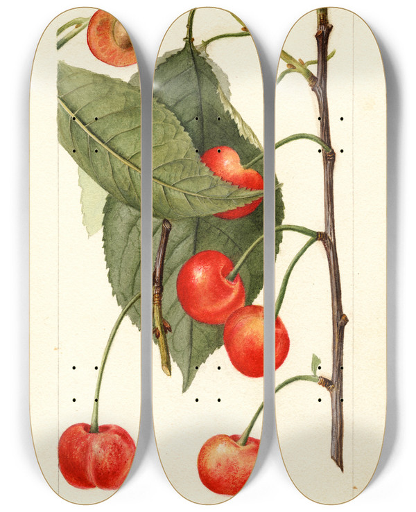 Triptych art skateboard deck of Deborah Griscom Passmore Prunus Avium Rupp by Deborah Griscom Passmore (1840-1911)