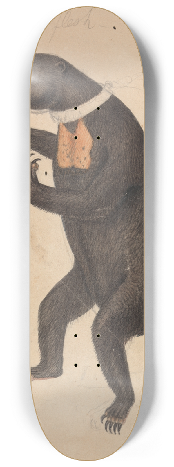 James Sowerby - A Sun-Bear 8.25 inch art skate deck