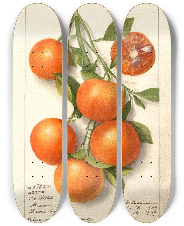 Triptych art skateboard deck of Deborah Griscom Passmore Citrus Calamondian by Deborah Griscom Passmore (1840-1911)