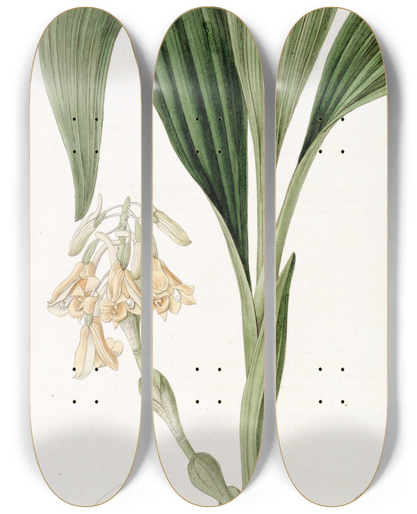 Triptych art skateboard deck of Sydenham Edwards Clustered Calanthe by Sydenham Edwards (1768-1819)