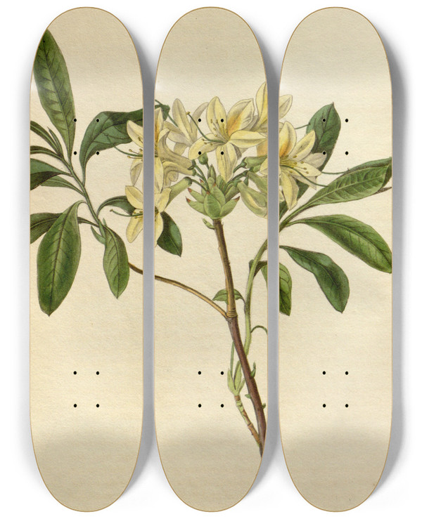 Triptych art skateboard deck of Sydenham Edwards Azalea Seymouri by Sydenham Edwards (1768-1819)