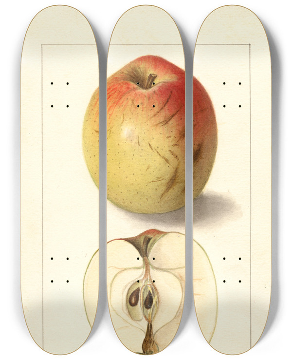 Triptych art skateboard deck of Ellen Isham Schutt Malus Domestica Lady Bryan by Ellen Isham Schutt (1873-1955)