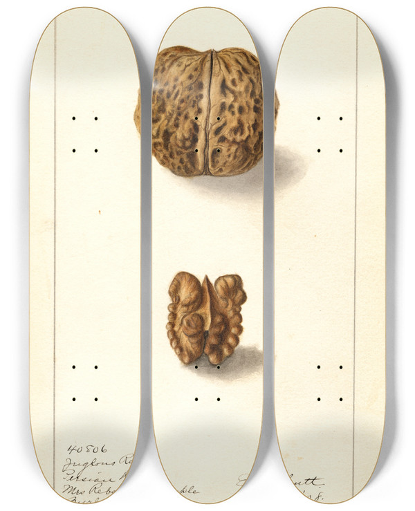Triptych art skateboard deck of Ellen Isham Schutt Juglans Regia by Ellen Isham Schutt (1873-1955)