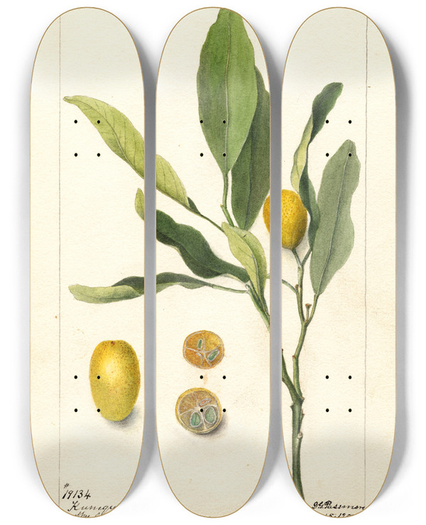 Triptych art skateboard deck of Deborah Griscom Passmore Fortunella by Deborah Griscom Passmore (1840-1911)