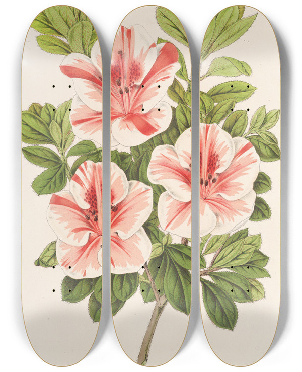 Triptych art skateboard deck of Charles Antoine Lemaire Azalea Indica Duc Daremberg by Charles Antoine Lemaire (1800-1871)