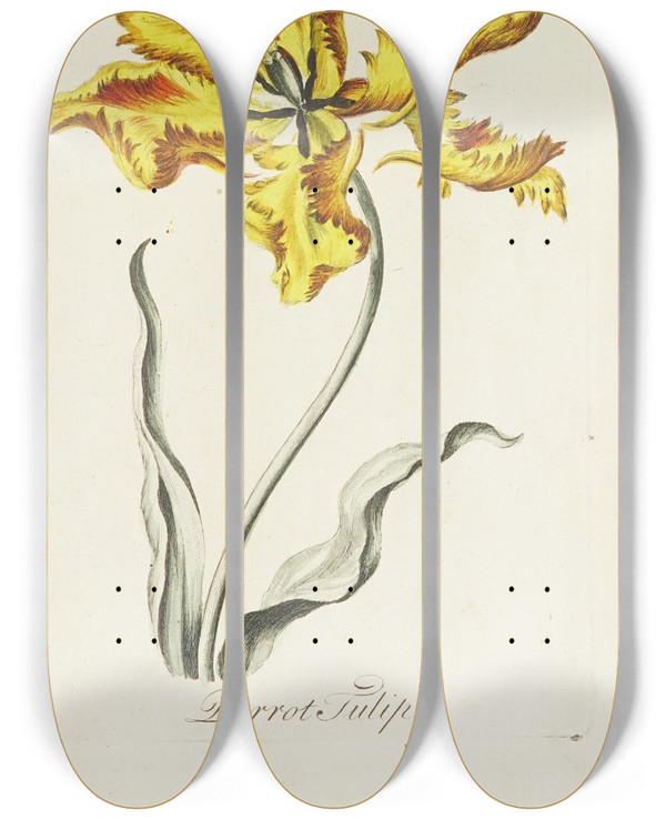 Triptych art skateboard deck of Carington Bowles Parrot Tulip by Carington Bowles (1724-1793)