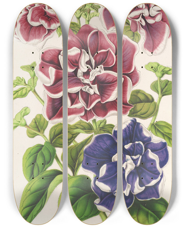 Triptych art skateboard deck of Charles Antoine Lemaire Ptunia Inimitabilis Hybride Flore Pleno by Charles Antoine Lemaire (1800-1871)