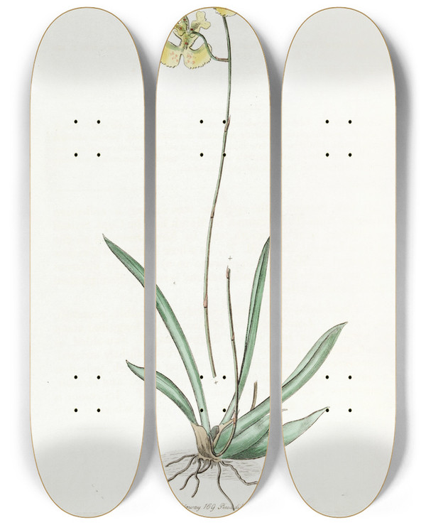 Triptych art skateboard deck of Sydenham Edwards Sir C Lemons Oncidium by Sydenham Edwards (1768-1819)