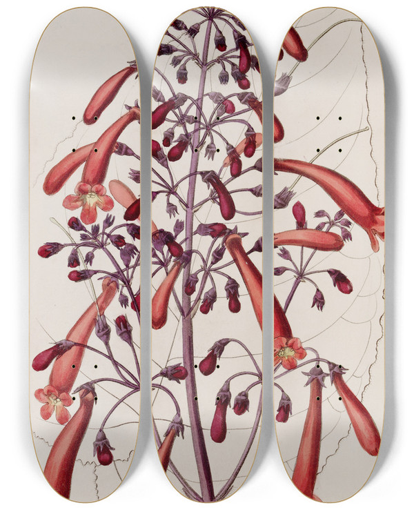 Triptych art skateboard deck of Sydenham Edwards Varnished Gesnera by Sydenham Edwards (1768-1819)